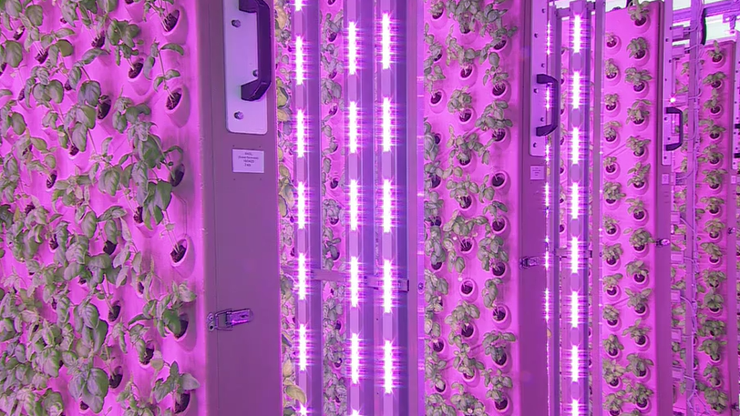Indoor growing panels at IAG's farming facility in Bracknell with basil leaves bathed in bright pink light