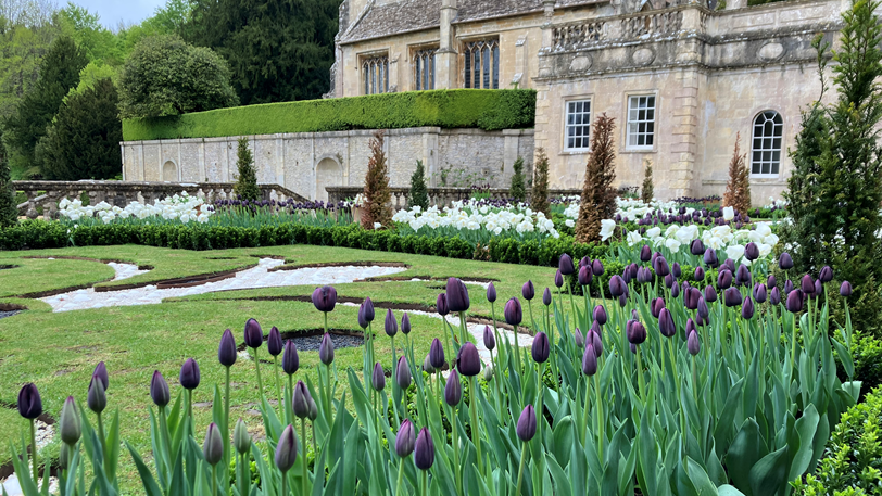 A parterre garden is shown bordered by displays of dark purple and white tulips. In the centre of the lawn a fleur-de-lis design has been created with white stones. An ancient church can be seen at the edge of the garden.