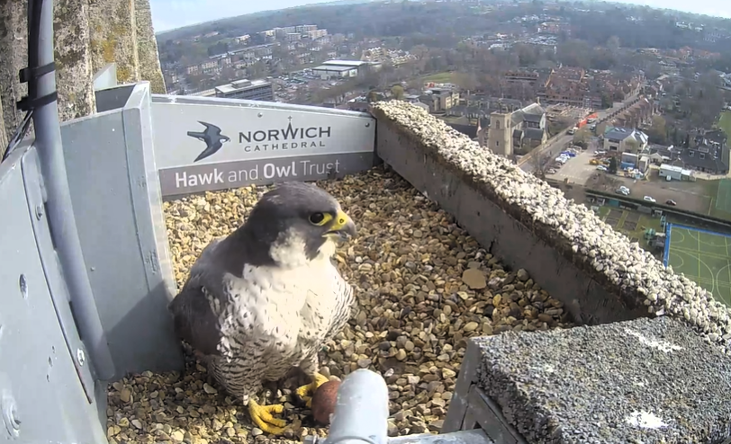 A webcam image of a peregrine falcon with its distinguishable yellow beak and yellow talons sat in front of a red egg inside its gravel nest at Norwich Cathedral. The Norwich skyline is in the background.