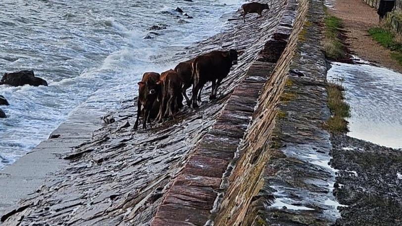 Several brown Jersey cows seen huddled together on a steep sea wall while a man in high viz watches on.