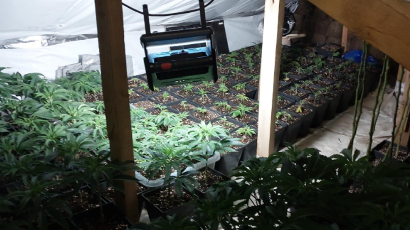 Green plants of various sizes are sat in pots of soil. Lights are shining on some of the plants