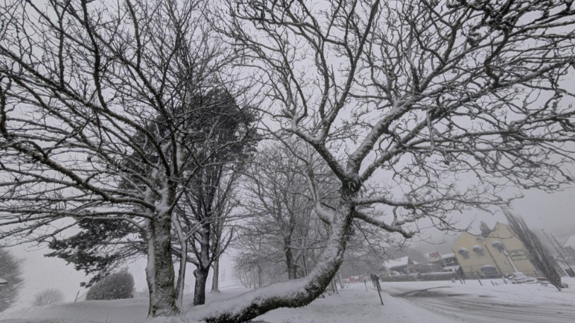 A tree has snow on it next to a road with a yellow building in the background.