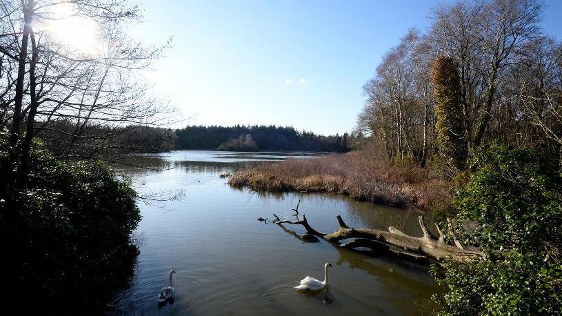 A lake in Stover Country Park on a clear day. There are two swans on the water in the foreground near a tree which has fallen across the pool. There is a large patch of reeds and evergreen trees beyond the water.
