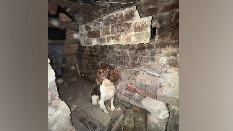 A white and brown Cocker Spaniel dog sits in front of a stone and brick wall. Part of the wall has a hole in it, with a piece of brick sticking out in front of it.