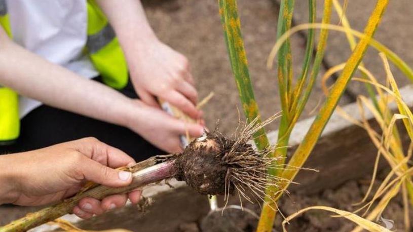 A hand is holding a bulb and a stalk and in the background a pair of child's hands are holding a shovel. 