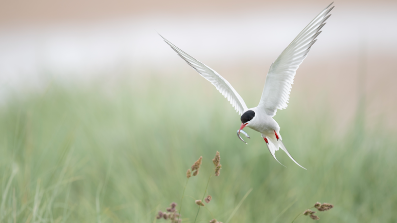 An Arctic tern, with a sand eel in its mouth 