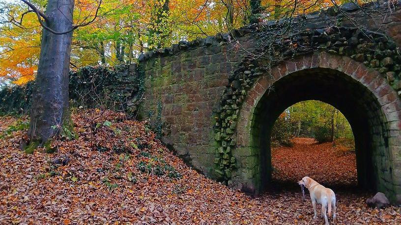 Brown and red leaves cover the ground in front of and under a bridge in a forest. The bridge is made of grey and reddish stone. Under its arch, a golden and white-coloured dog stands, looking to the left. Behind the bridge, above it, trees stand with their leaves turning from green to yellow and brown.