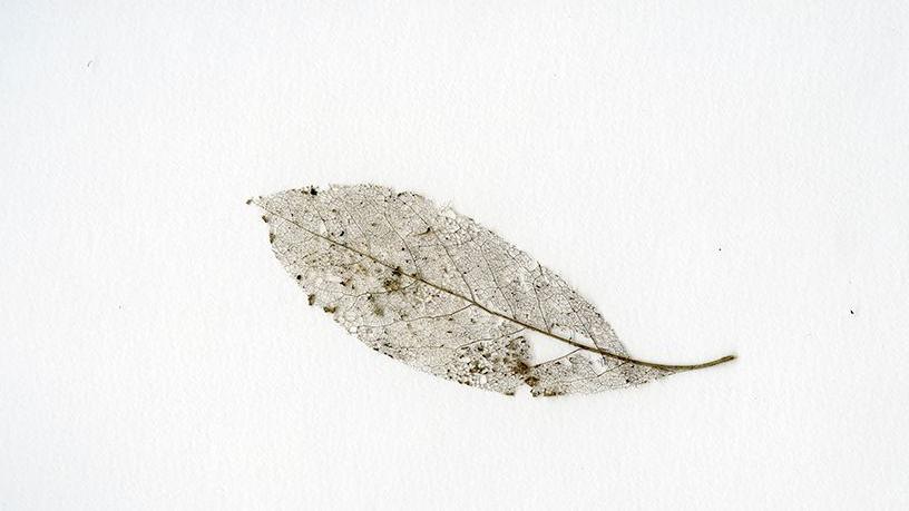 A frozen leaf