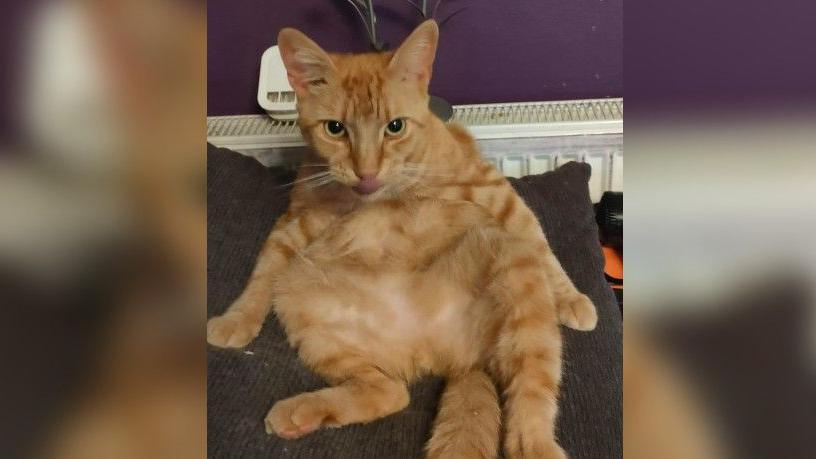 A ginger cat led on his back as he cleans himself