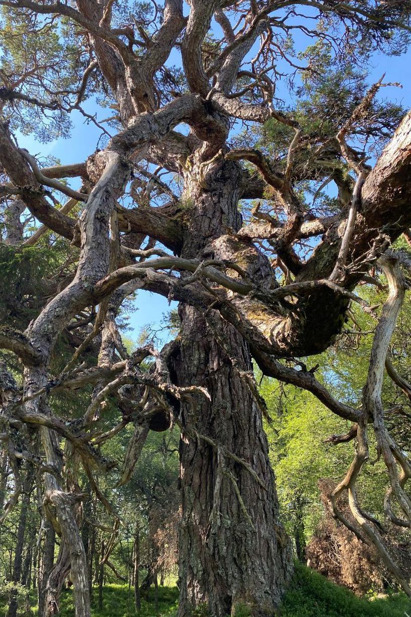 Wild Scots pine