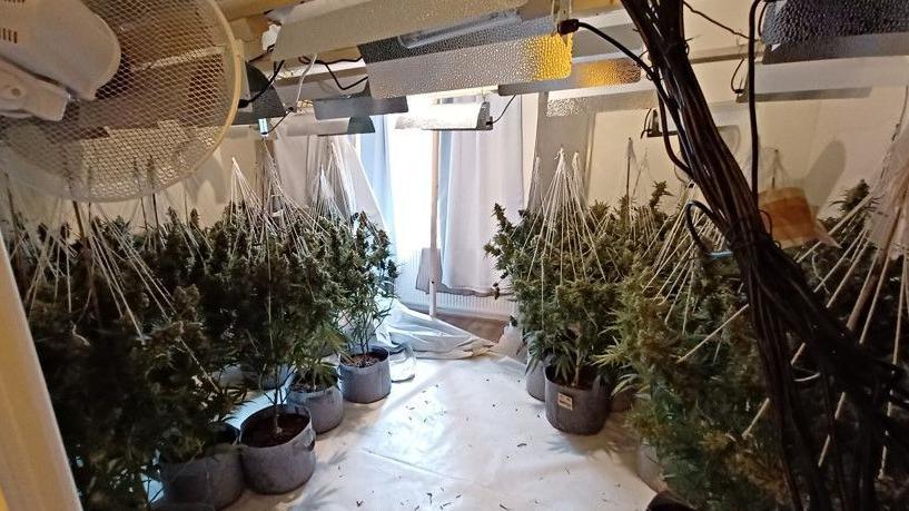 Cannabis plants grown inside