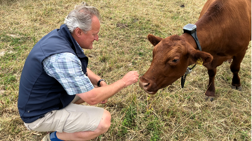 A farmer wearing shorts and a gilet - is crouching down in a cow field. He reaches out to touch the nose of a Red Poll cow - which is wearing a high-tech collar. The field they are in is very dry - with little green growth. 