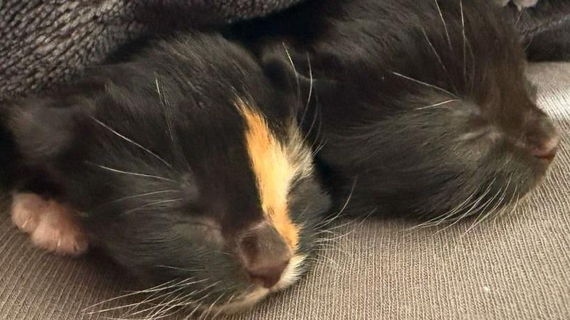 Two kittens lying next to each other. One is black with a stripe of ginger and white near its eye, and the other is black with a white chin.