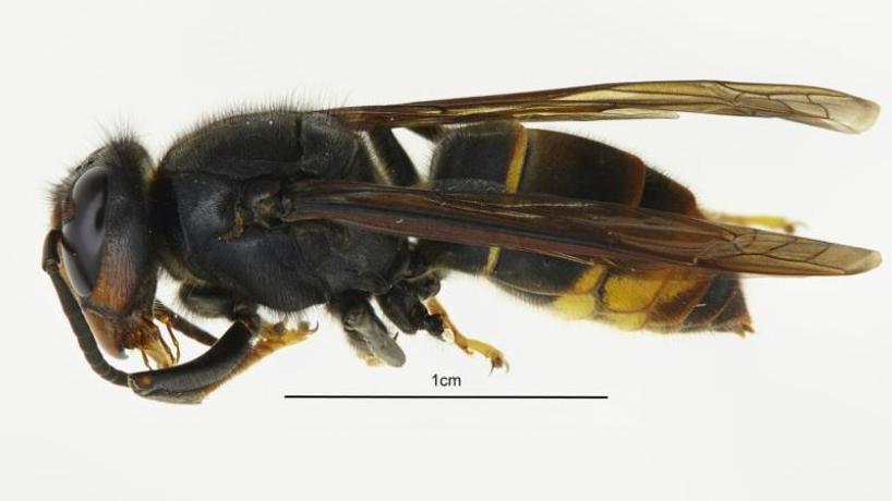 Asian hornet