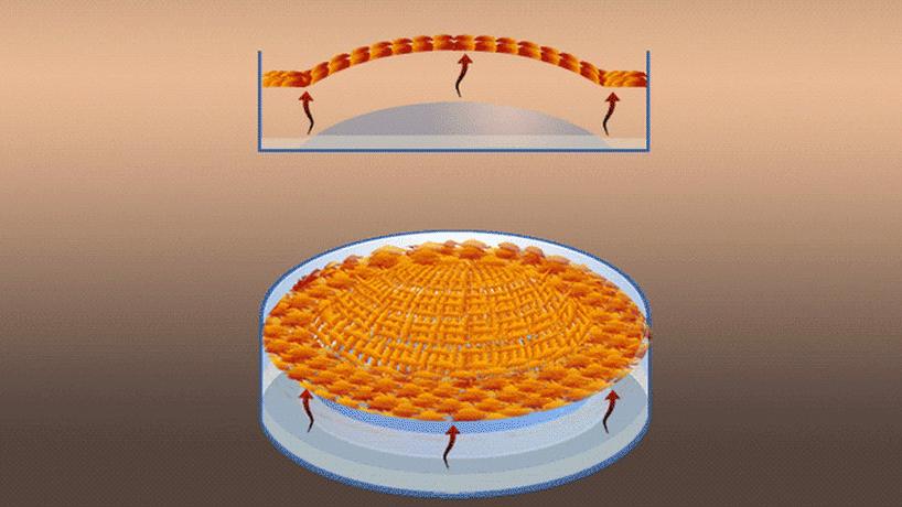 Illustration from video of growth of corneal cells