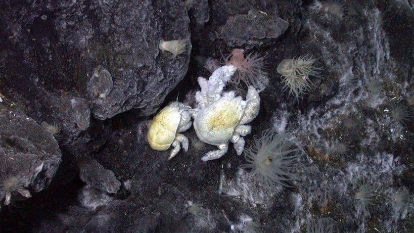 Two white looking Hoff Crabs on a piece of rock on the seabed.