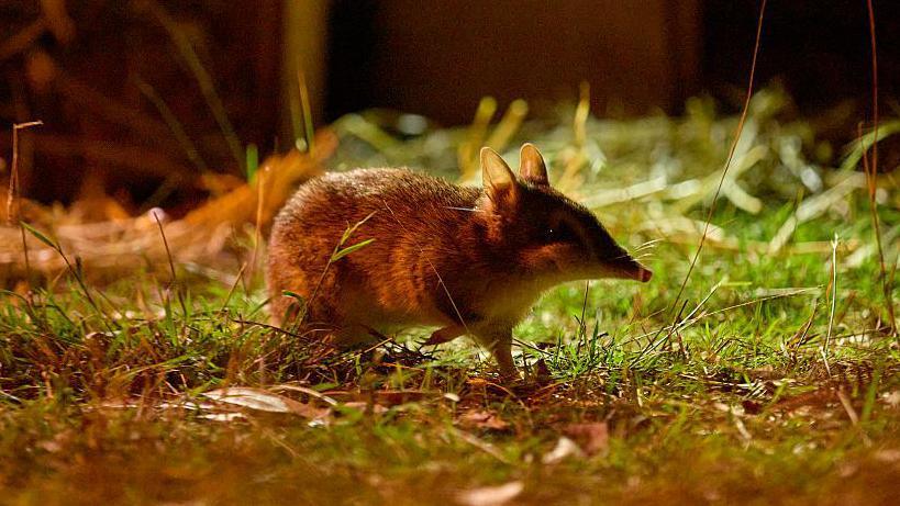 Eastern barred bandicoot on grass 