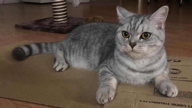 A grey cat sitting on a piece of cardboard. The cat has amber eyes and is looking directly at the camera. 