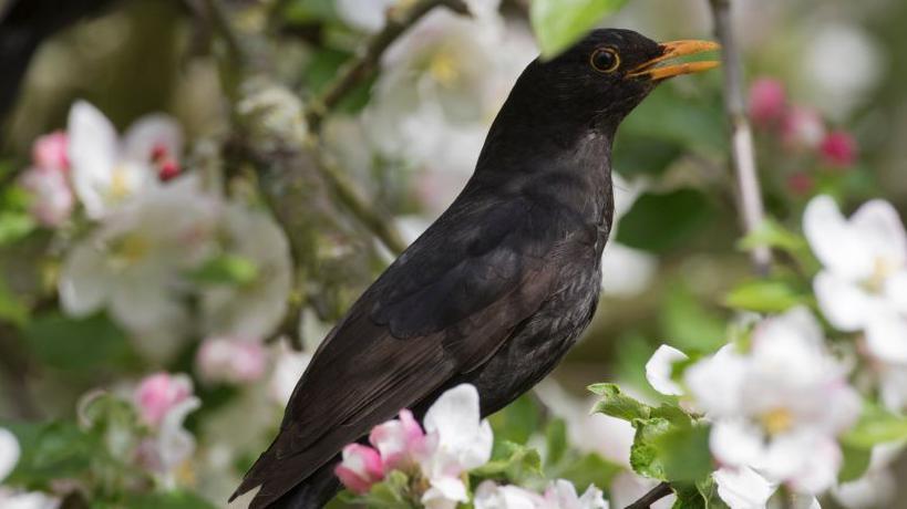 A blackbird is sitting on a branch, surrounded by white and pink blossom and it has its mouth open.