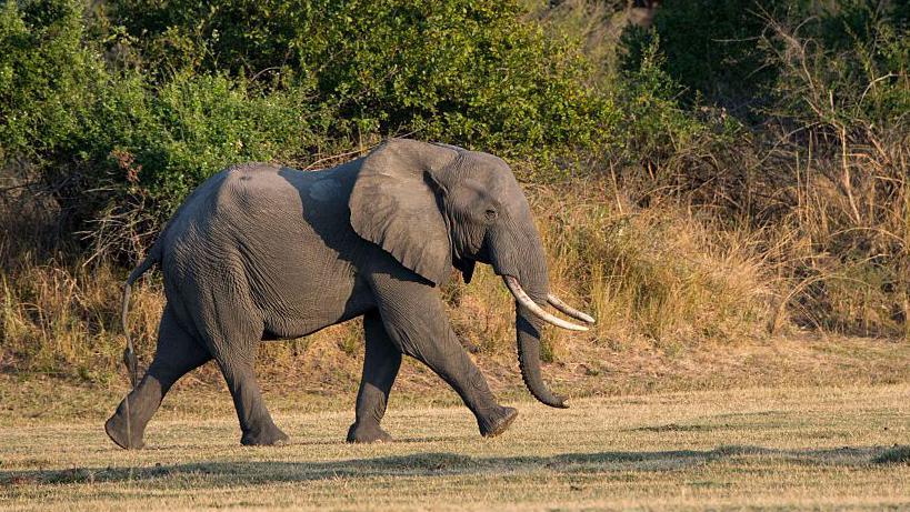 Elephant walking in South Luangwa National Park in eastern Zambia