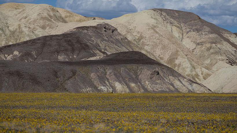 A huge stretch of yellow flowers dominates the lower third of the photo, whilst brown mountains and blue sky make up the rest of the scene