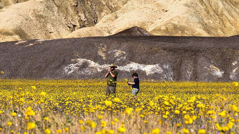 A man and a boy are standing in a field full of yellow flowers. Dry, brown hillsides are behind them