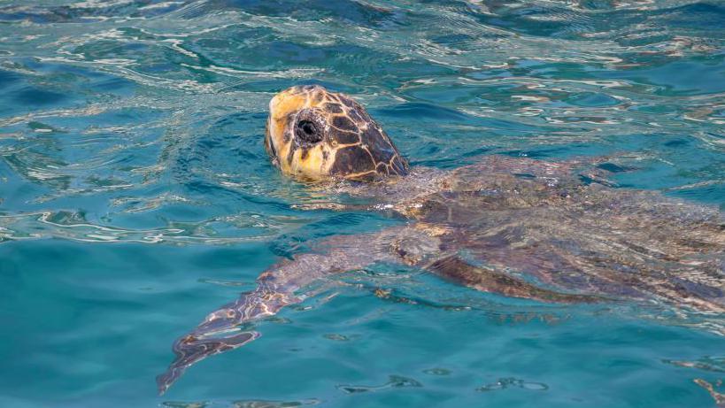 Turtle with its head poking out of the water