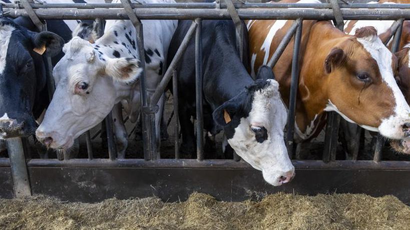 A row of cows on a farm