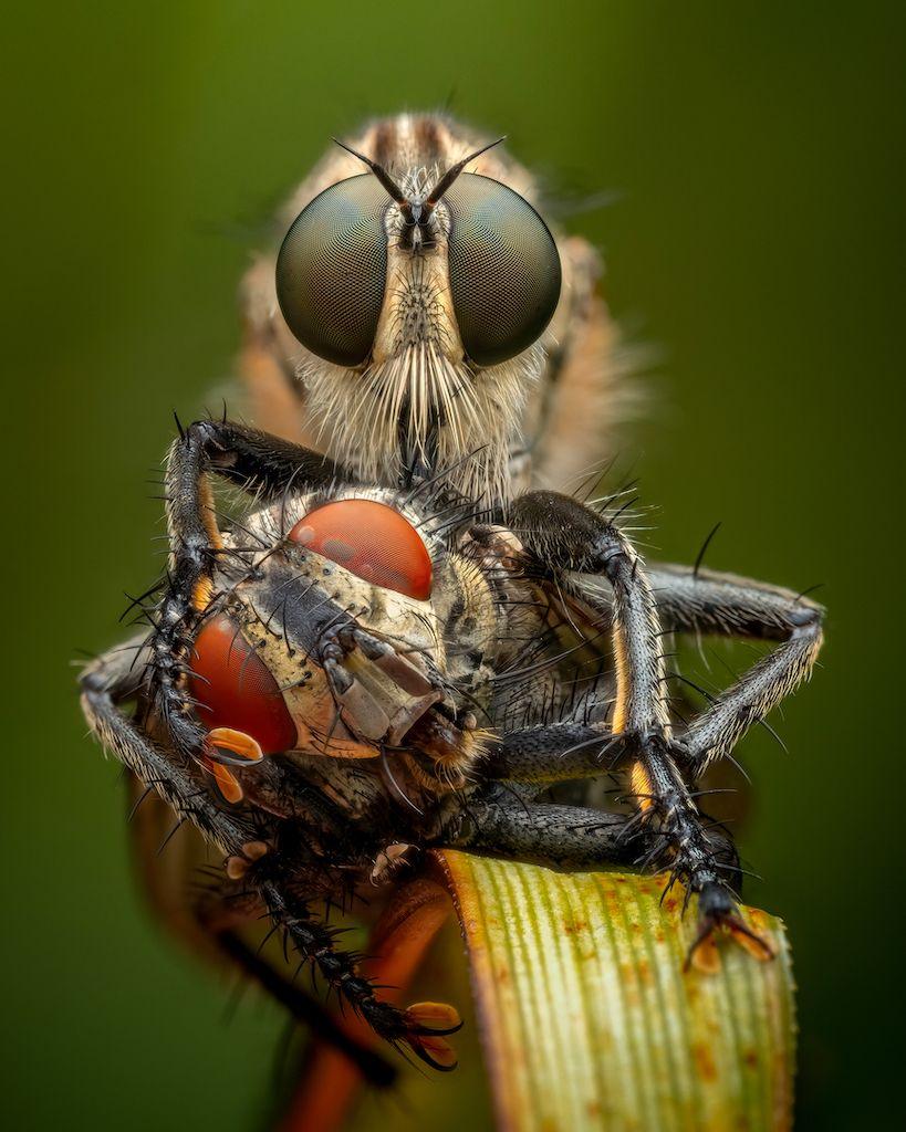 a fly eating another fly