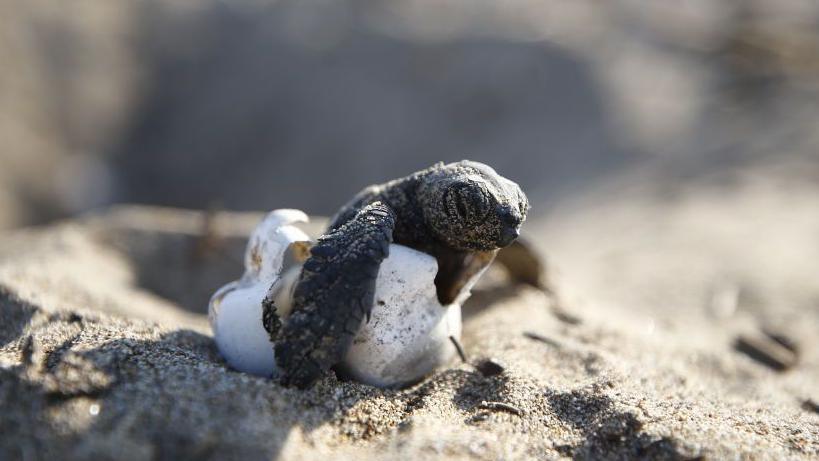 Baby turtle hatching