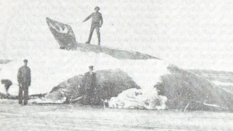 Photograph showing north atlantic right whale on beach with whalers stood on and around it