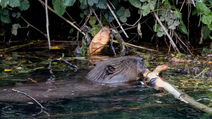 A beaver grabbing on to a twig in the river