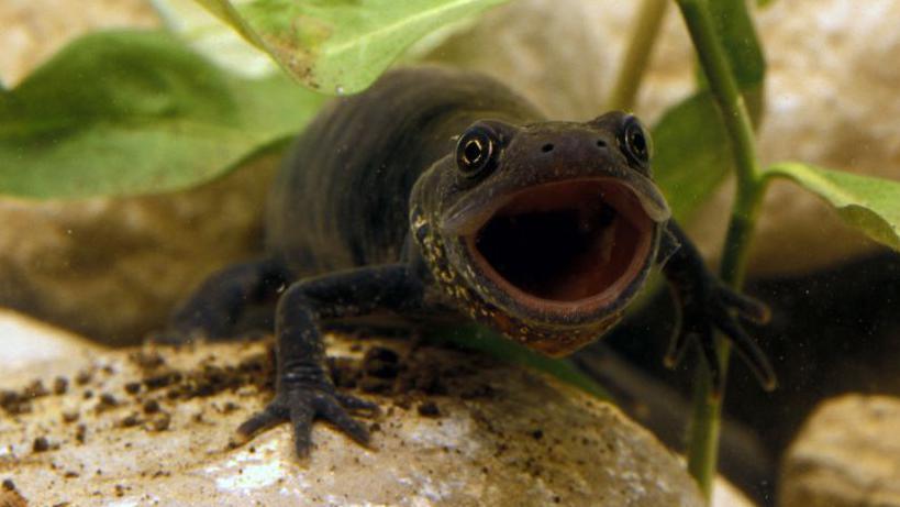 Great crested newt sitting on a small rock underwater, with its mouth open. The amphibian is dark brown and scaley.