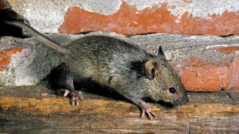 A generic picture of a house mouse. It is brown and is in front of a wall and on a brown wooden floor. 