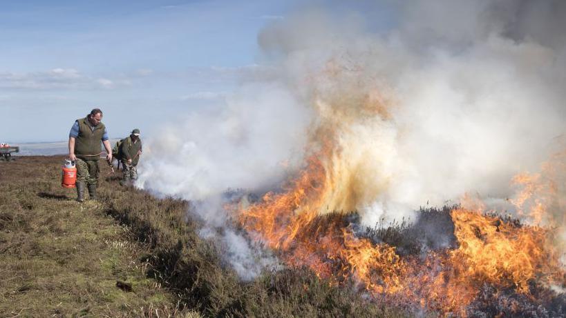 Two men walk along a row of heather with fuel while a fire spreads.