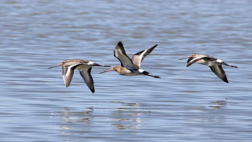 Three black and white birds with long beaks fly low over the water of a lake.