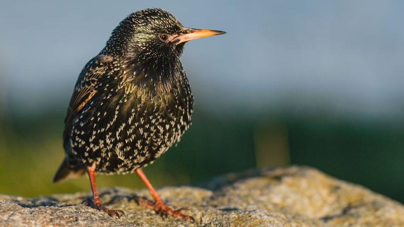 A starling, with a yellow beak, black speckled plumage and orange legs, stands on a grey lichen-covered rock