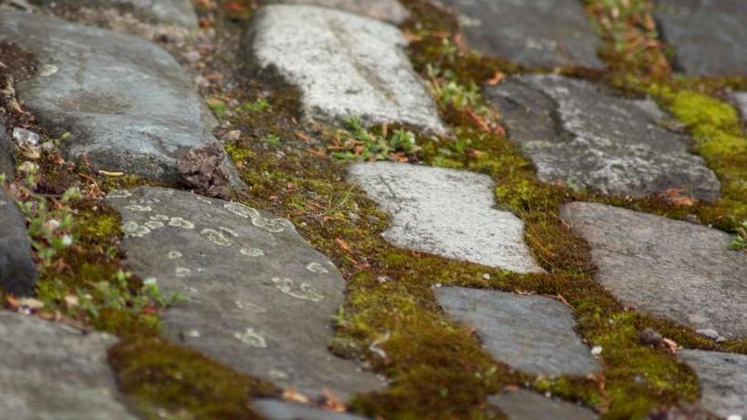 A pavement with weeds and moss visibly growing up through the cracks. 