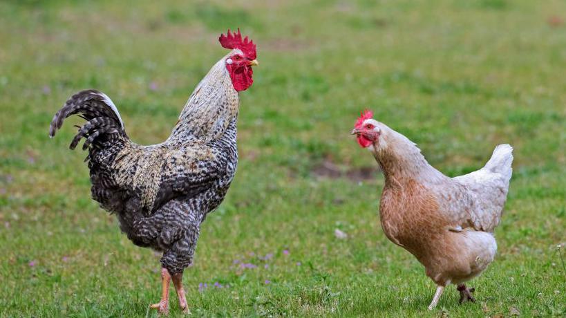 Two chickens facing each other, standing on grass. The one on the left is bigger and has darker feathers than the one on the right.