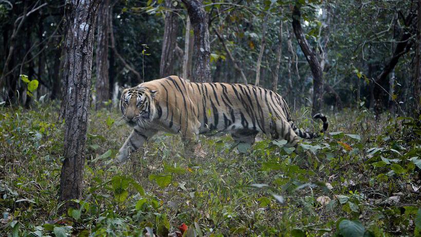 bengal tiger