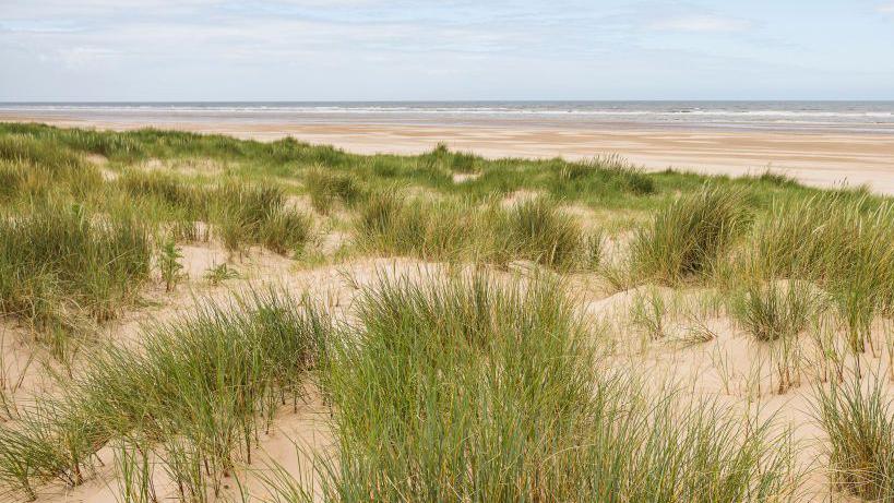 Long green marram grass on sand dunes in front of the sea on a cloudy day.