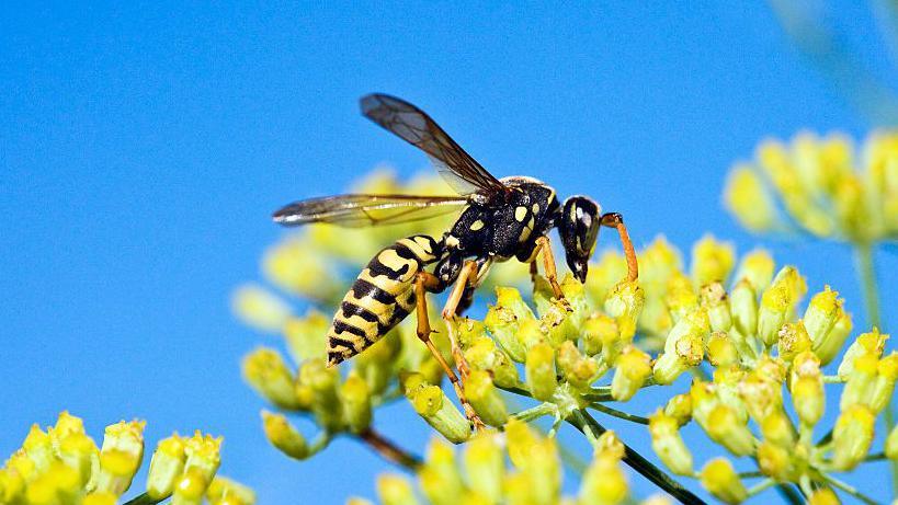An image of a wasp on a yellow flower, set against a bright blue sky.