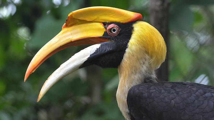 Bird with bright yellow beak.