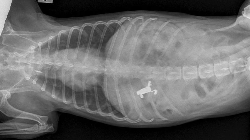 An x-ray which shows a small white object inside a dog.