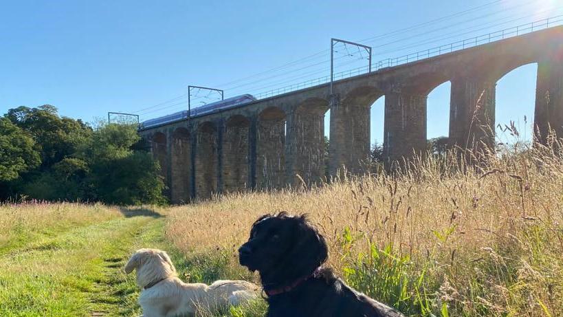 Two dogs in front of a pretty viaduct 