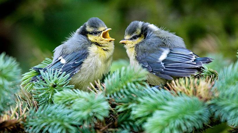 Two Blue Tit fledglings are facing each other, sitting on pine branches in a tree. One has its mouth open, chirping.
