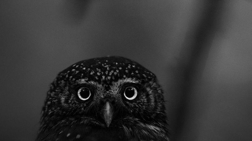 Secretive Eurasian pygmy owl.