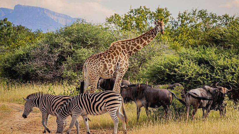 South African landscape showing dry grassland with trees across the scene. There is a giraffe in the middle looking towards the camera. On the left are two zebras grazing, on the right are four wildebeest also grazing. In the background you can see mountains on the right in the distance.