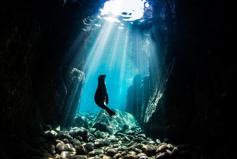 Sea lion in Los Islotes, La Paz, Mexico.