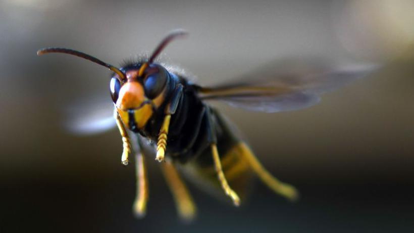 A small flying insect is yellow and black in colour. It has six small thin yellow legs. It is mid-air and its wings are fluttering.